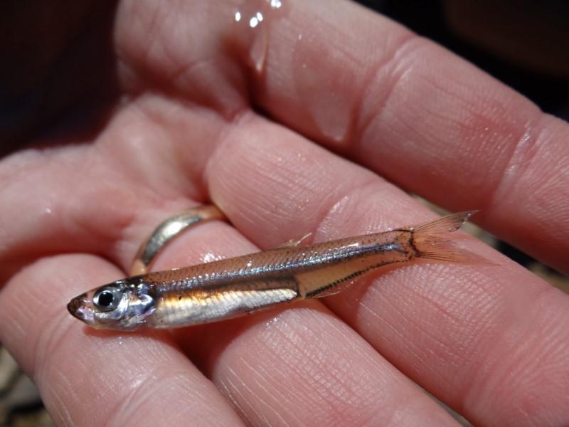 Asian freshwater herrings