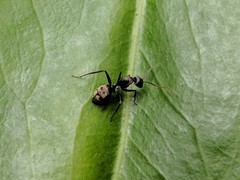 Camponotus