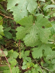 Vitis vinifera subsp. sylvestris image