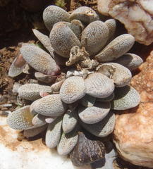 Crassula tecta