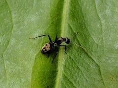 Camponotus