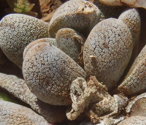 Purgosea tecta (Thunb.) Don 2