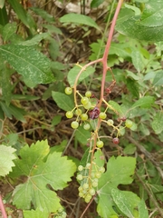 Vitis vinifera subsp. sylvestris image