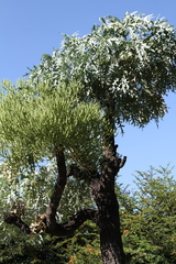 Cussonia paniculata sinuata