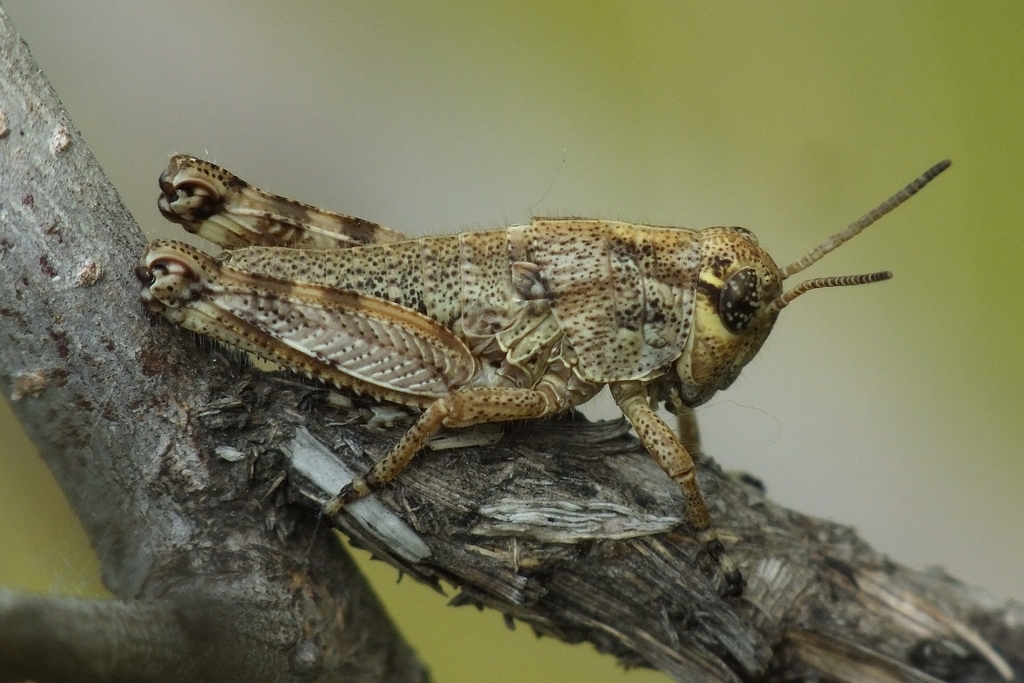 Common Mountain Grasshopper