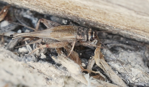 Tartarogryllus tartarus