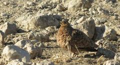 Pterocles burchelli