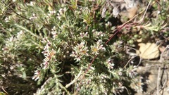 Paronychia albomarginata