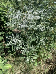 Eupatorium altissimum