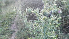 Aromia moschata ambrosiaca