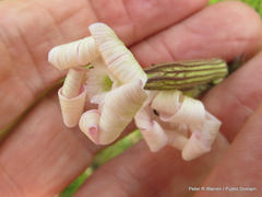 Silene undulata undulata