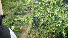 Aromia moschata ambrosiaca