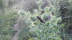 Aromia moschata ambrosiaca