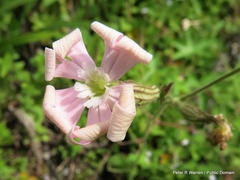 Silene undulata undulata