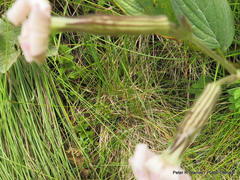 Silene undulata undulata
