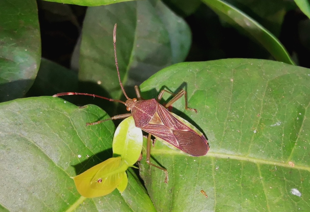 Sinodasynus