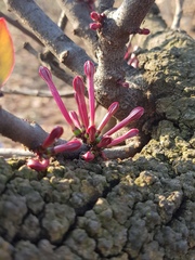 Tapinanthus rubromarginatus