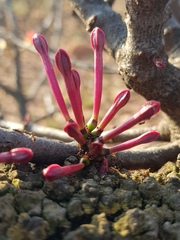 Tapinanthus rubromarginatus