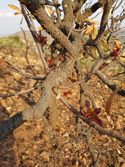 Tapinanthus rubromarginatus