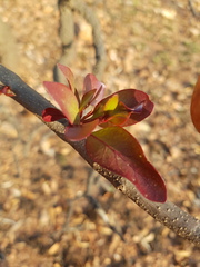 Tapinanthus rubromarginatus