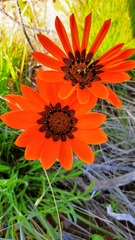 Gazania rigida