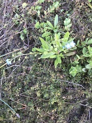 Myosotis scorpioides