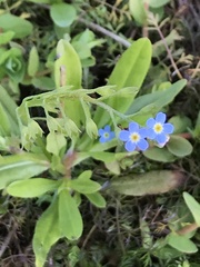 Myosotis scorpioides