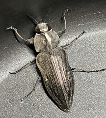 Merimna atrata