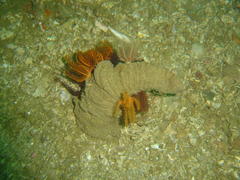 Ceriantheopsis austroafricanus