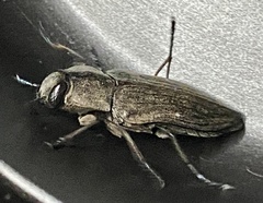 Merimna atrata