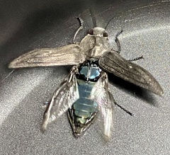 Merimna atrata