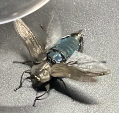 Merimna atrata