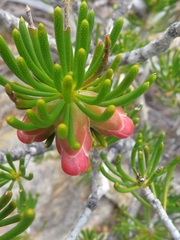 Melaleuca valida