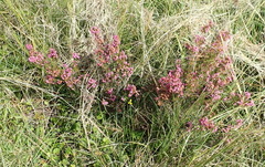 Erica gracilis