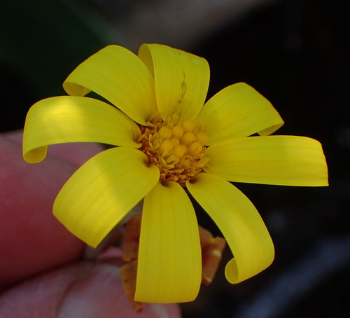 Othonna petiolaris