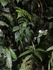 Strobilanthes tetrasperma
