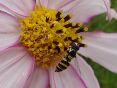 Ischiodon aegyptius