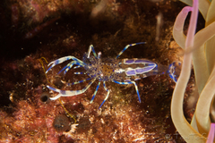 Periclimenes aegylios