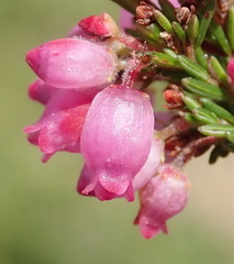 Erica gracilis
