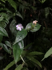Strobilanthes tetrasperma