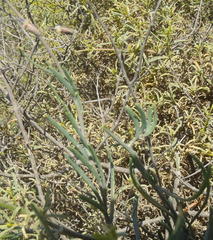 Heliophila cornuta squamata