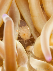 Periclimenes scriptus