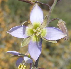 Heliophila cornuta squamata