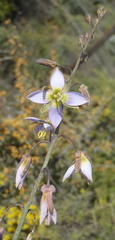 Heliophila cornuta squamata