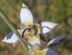 Heliophila cornuta squamata