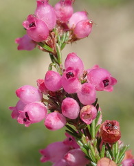 Erica gracilis