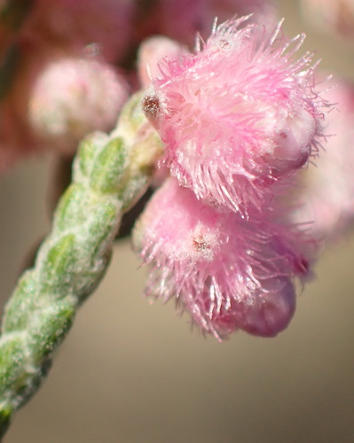 Image of Erica plumosa by (c) Nicola van Berkel, some rights reserved (CC BY-SA)