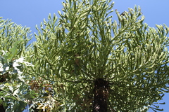 Cussonia paniculata sinuata