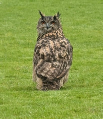 Bubo