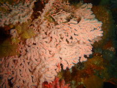Melithaea rubra